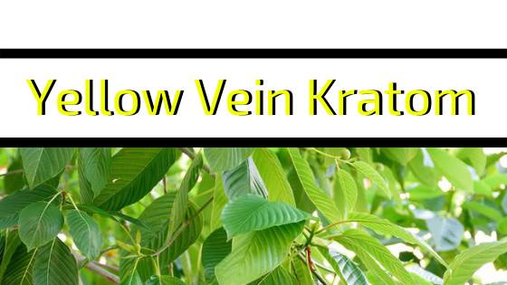Image result for yellow vein kratom