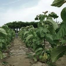 Green Elephant Kratom for hiking
