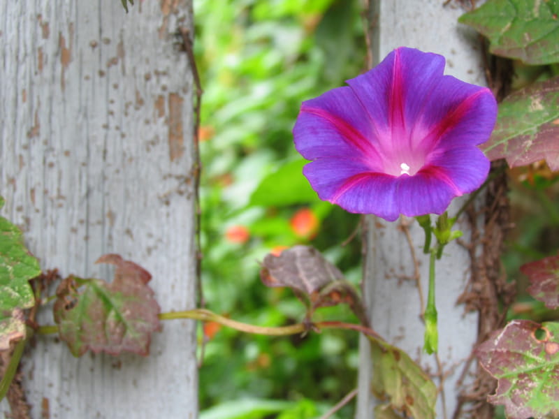 Is Morning Glory Poisonous To Humans and Pets Bistro Grace